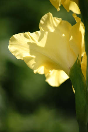 The close-up of a iris flower in the backlight with light-flooded petals.の写真素材