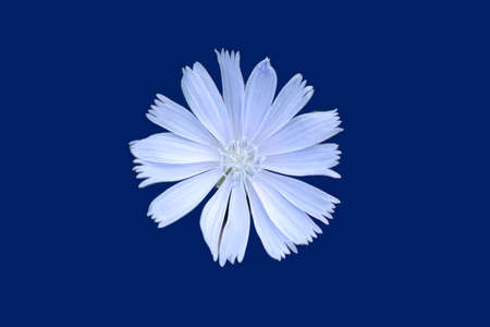 The close-up and top view of a isolated cornflower at the field edge.の写真素材