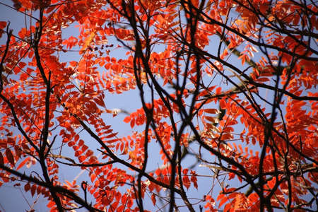 The light-lit red  leaves of a staghorn sumac in the autumn.                              の写真素材
