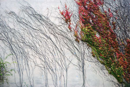 The vine leaves and bare branches of a vine plant on a cracked wall with colorful  leaves in autumn.           の写真素材