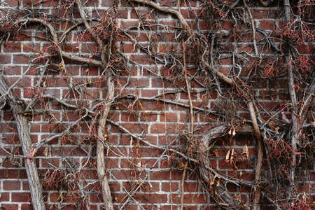 The tendrils and branches of a vine plant on a cracked wall with grapes and dry leaves in autumn.                             の写真素材