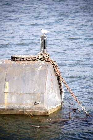 A seagull is sitting on a floating platform with metal barrels and resting.                           の写真素材