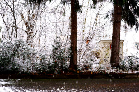 A snowy backyard in winter with trees and plants during the snowfall.                           の写真素材