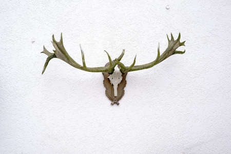 An old deer antler with moss-covered antlers on a white wall.                        の写真素材