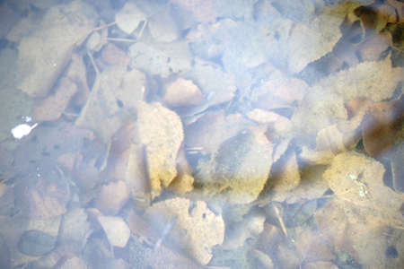 Rotting leaves in autumn under a clear water surface.                          