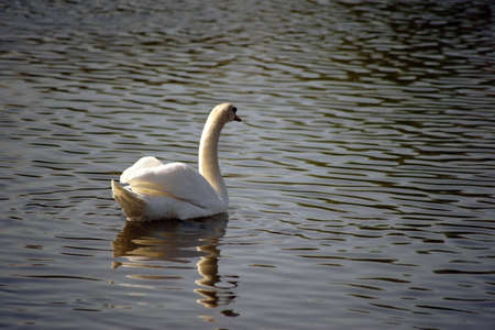 The portrait of a swan on the slightly wavy water surface of a river in which it reflects.          ...