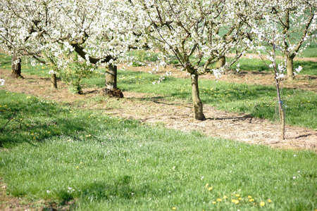 A cherry grove or a cherry tree plantation with pruned cherry trees in spring in bloom.                         の写真素材