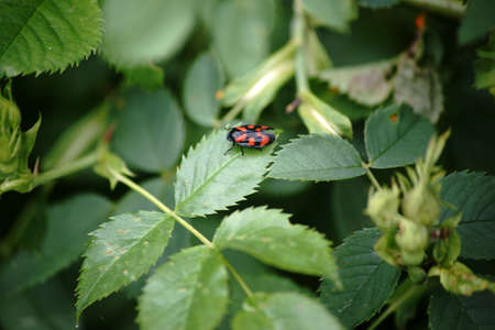The macro photograph of a Cicada, Cercopis vulnerata, on a leave in the bush.                       ...