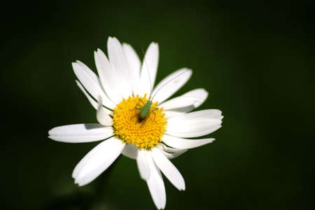 The macro close-up of a speckled bush-cricket in the middle of the calyx of a daisy.           の写真素材