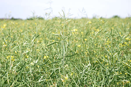 The close-up of the unripe rapeseed pods of a flowering rapeseed field.