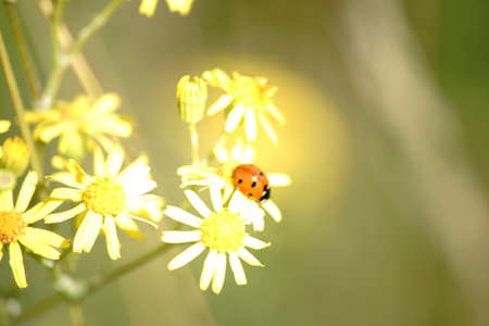 A ladybug on the yellow chamomile flower in the back light.の写真素材