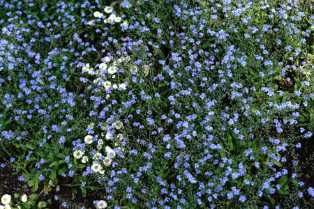 The top view of a sea of flowers of forget-me-not flowers and scattered daisies in between.の写真素材