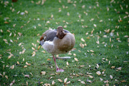 The close-up of a brown feathered sleeping Egyptian goose.
