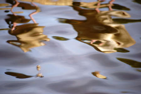 The abstract reflections of a goose on the wavy water surface of a river.の写真素材