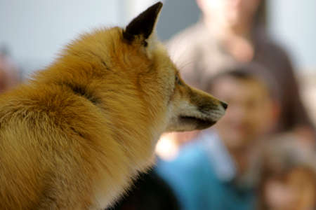 The closeup of a tame and trained fox at a performance animal care home.