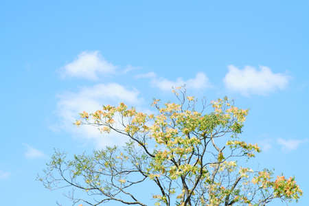 The crown and the treetop of a staghorn sumac tree in front of a blue sky.の写真素材