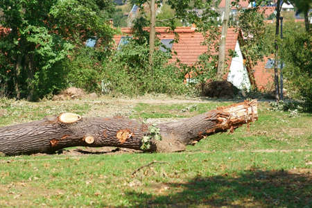 A sawed tree trunk in the middle of a city park after a storm.の写真素材