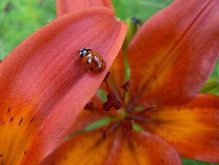 Lily and ladybirdの写真素材