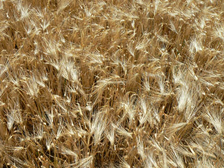 Wheat in the windの写真素材
