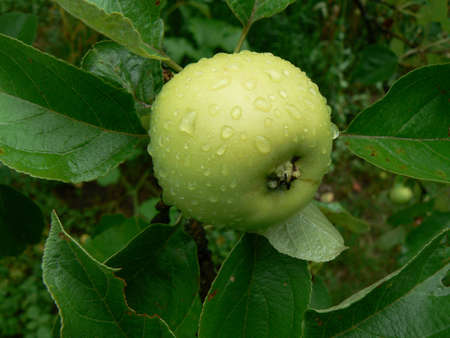 Green apple in rainの写真素材
