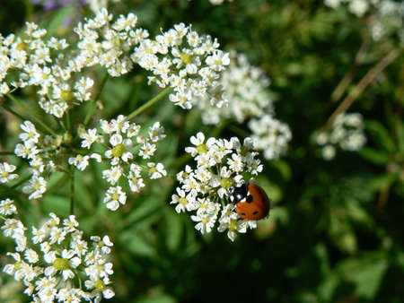 Ladybug in grassの写真素材