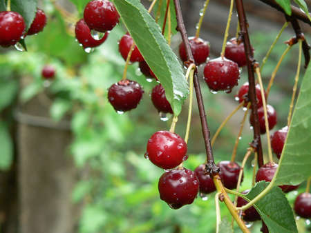 Red cherries in rainの写真素材