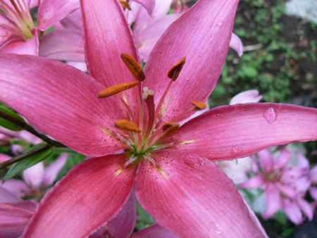Pink lilyの写真素材