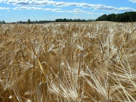 Wheat fieldの写真素材