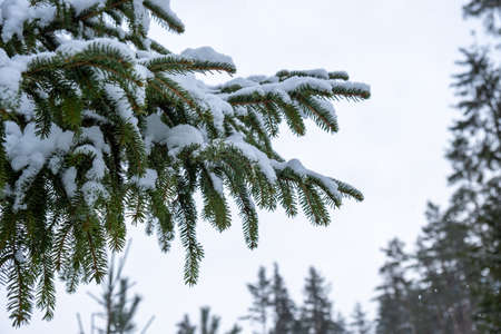 Snowed fri-tree branches in winter dayの写真素材