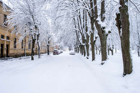 Snowed trees in city with snowed street and cars