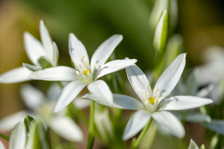Ornithogalum umbellatum grass lily in bloom, small ornamental and wild plant
