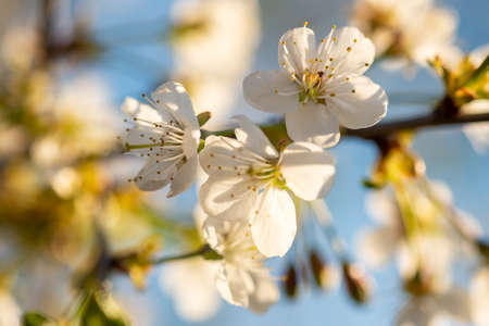Plum blooms in the garden in the spring
