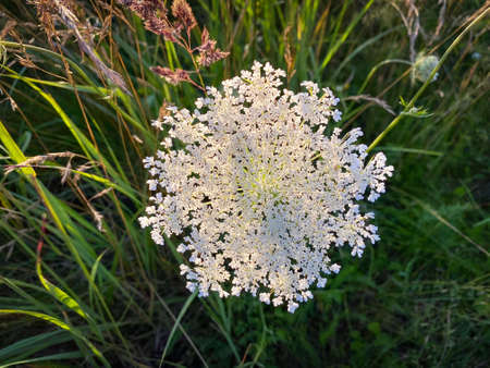 Amazing white flower in summer meadow