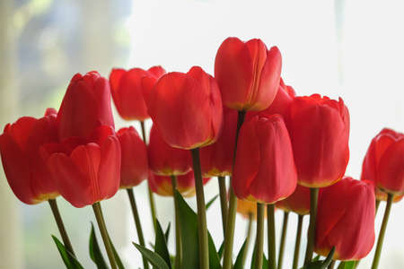 Many beautiful red tulipsの写真素材
