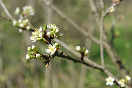 Plum tree blooming with white flowersの写真素材