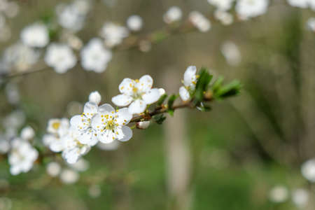Plum tree blooming with white flowersの写真素材