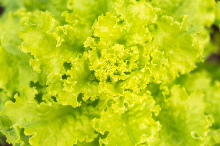 Background of bright green salad