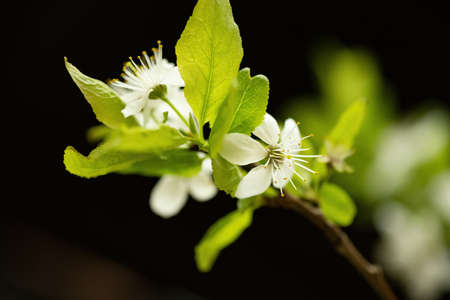 Close-up of fruit tree branch