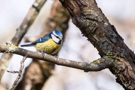 Selective focus photo. Eurasian blue tit bird on branch of tree, Cyanistes caer uleus.の写真素材