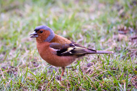 Selective focus photo. Common chaffinch bird, Fringilla coelebs.の写真素材
