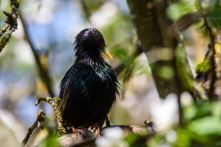 Selective focus photo. Starling bird on apple tree.の写真素材