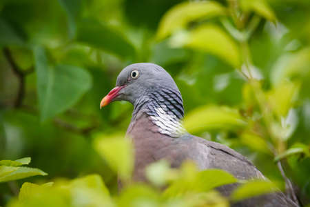Selective focus photo. Common wood pigeon bird.の写真素材