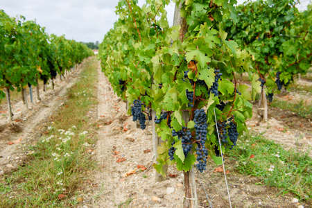 Chateau Magnol,FRANCE. Grapes growing on field.の写真素材