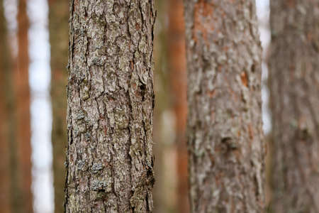Selective focus photo. Pine tree trunks in the forest.