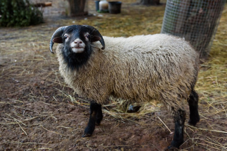 Selective focus photo. Ram sheep at countryside.の写真素材