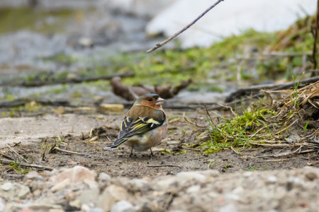 Selective focus photo. Common chaffinch bird, Fringilla coelebs.の写真素材
