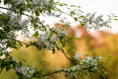 Selective focus photo. Bird cherry tree , Prunus padus blooming.の写真素材