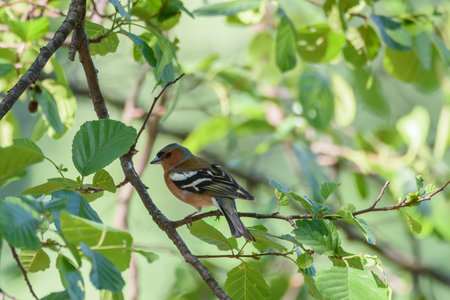 Selective focus photo. Common chaffinch bird Fringilla coelebs.