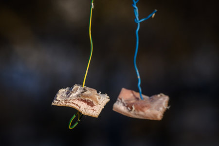 Selective focus photo. Bird feeding with lard meat. Winter time.