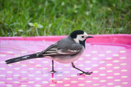 Selective focus photo. White wagtail bird, Motacilla alba.の写真素材